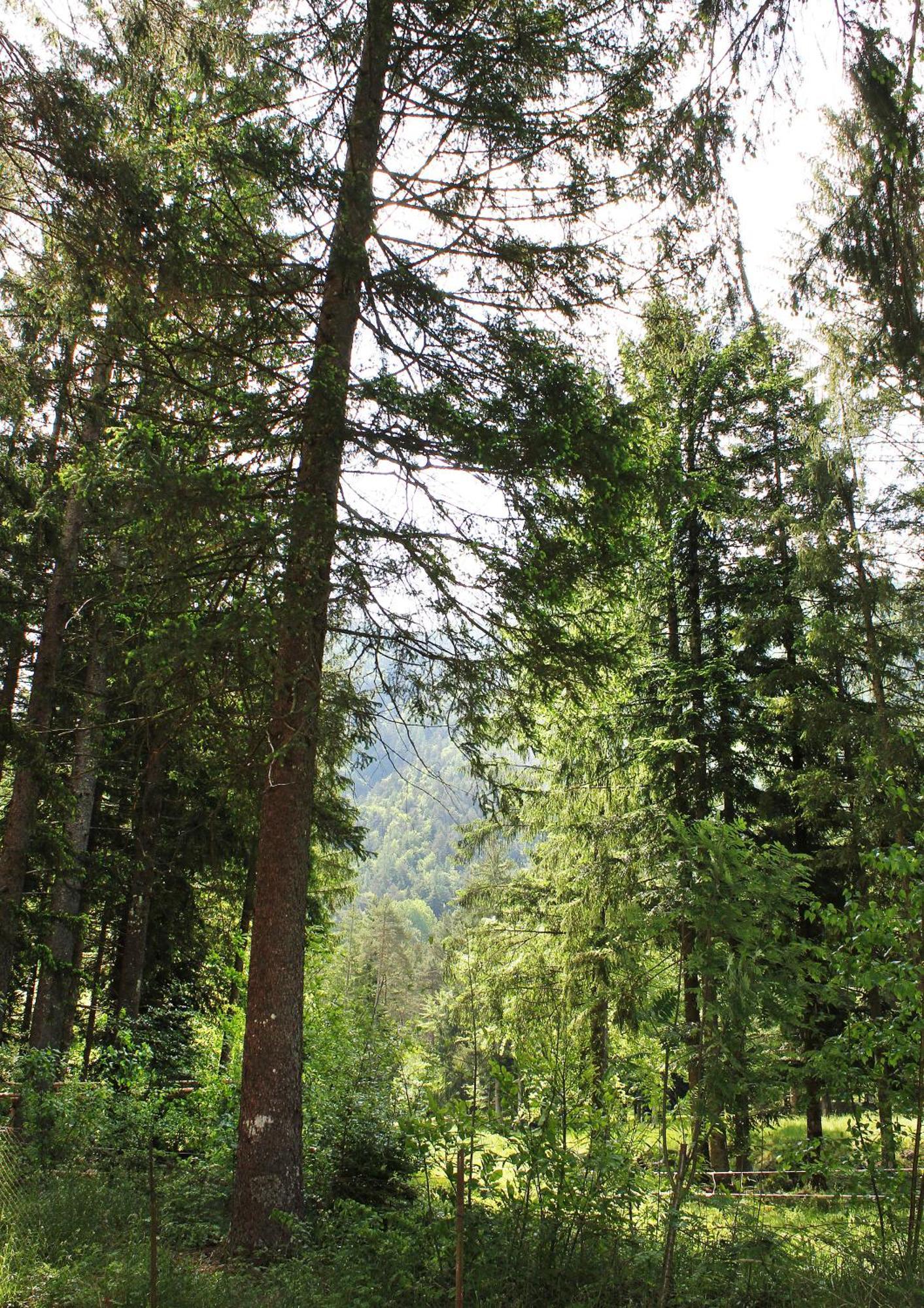 Camping La Pineta 大圣玛丽亚 外观 照片
